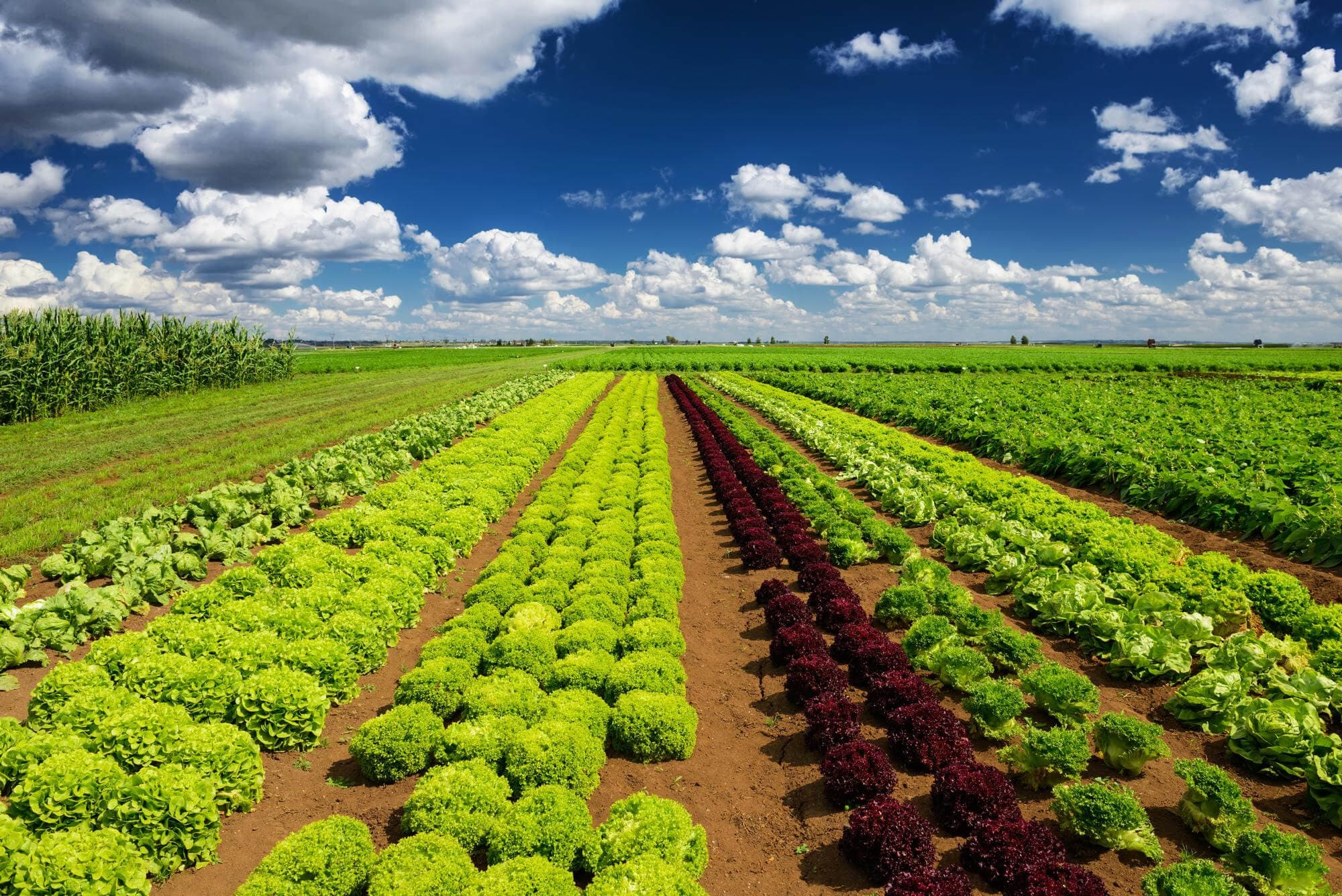 Lettuce field
