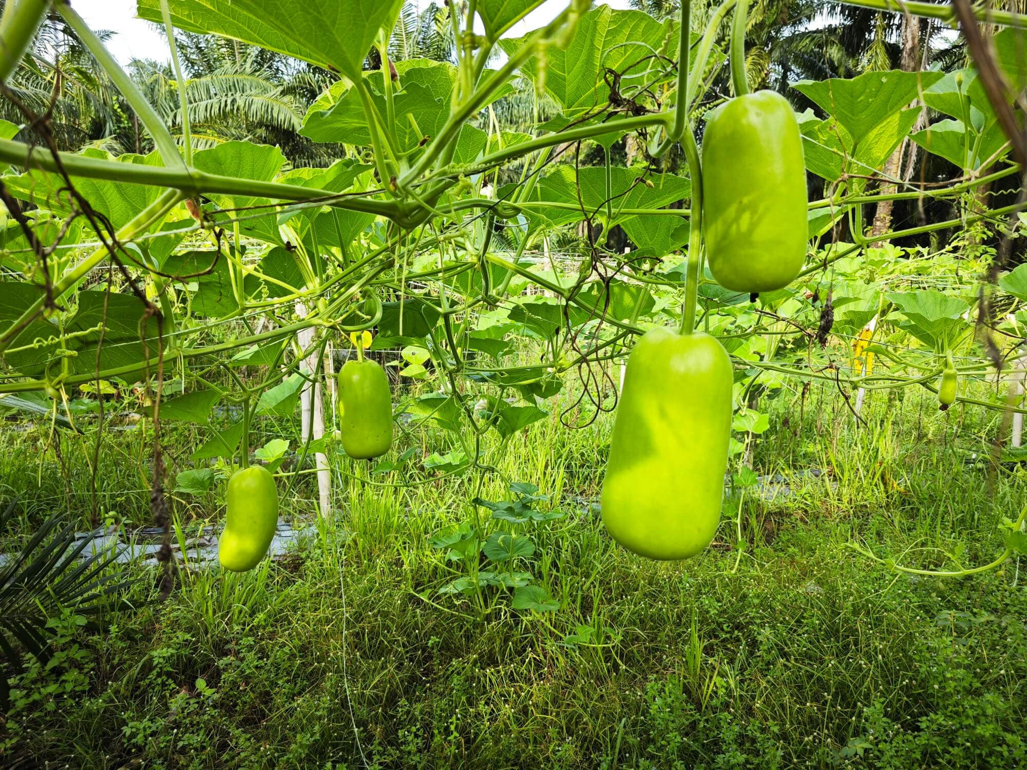 Vegetable farm project