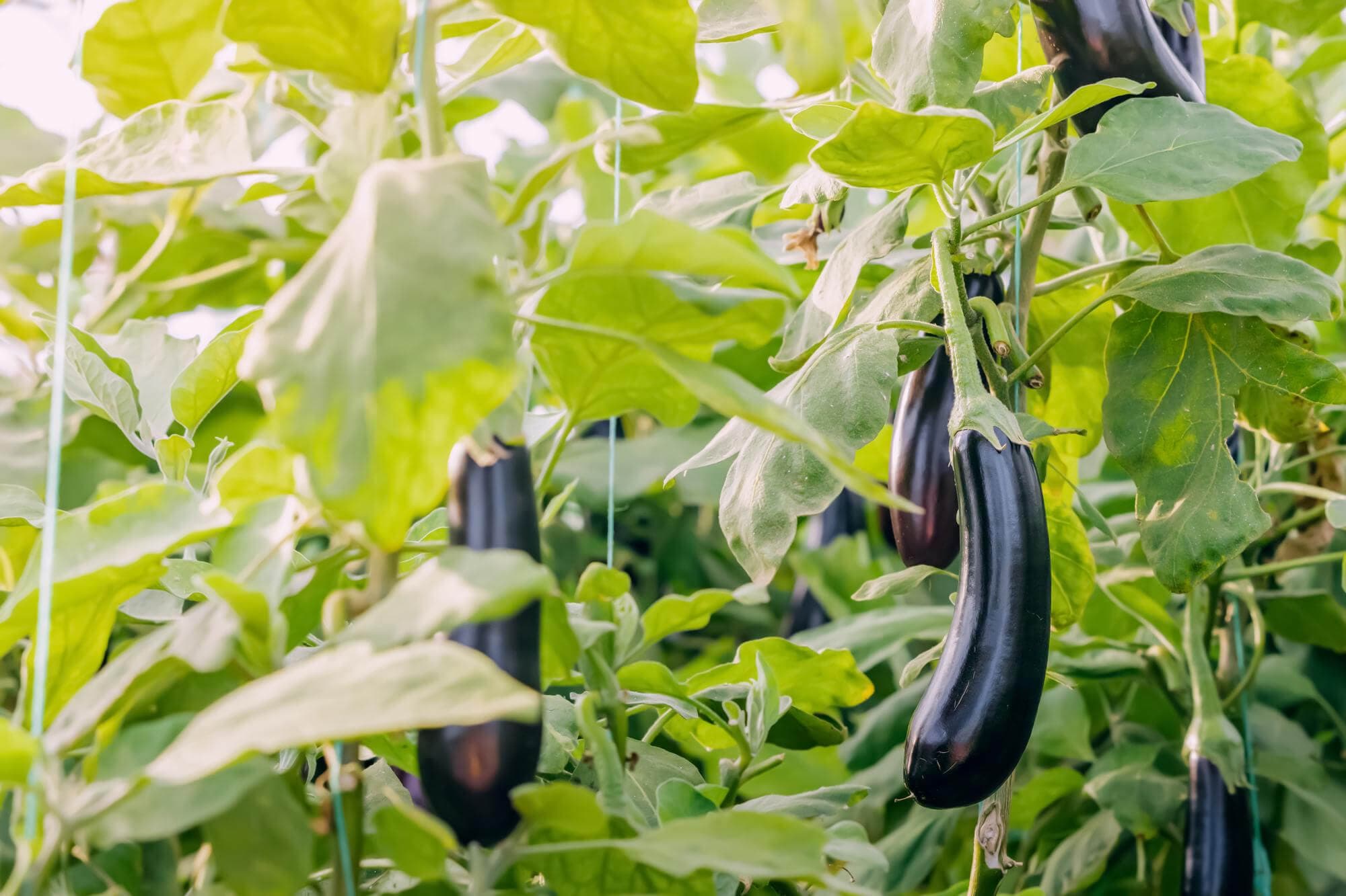 Agricultural field project