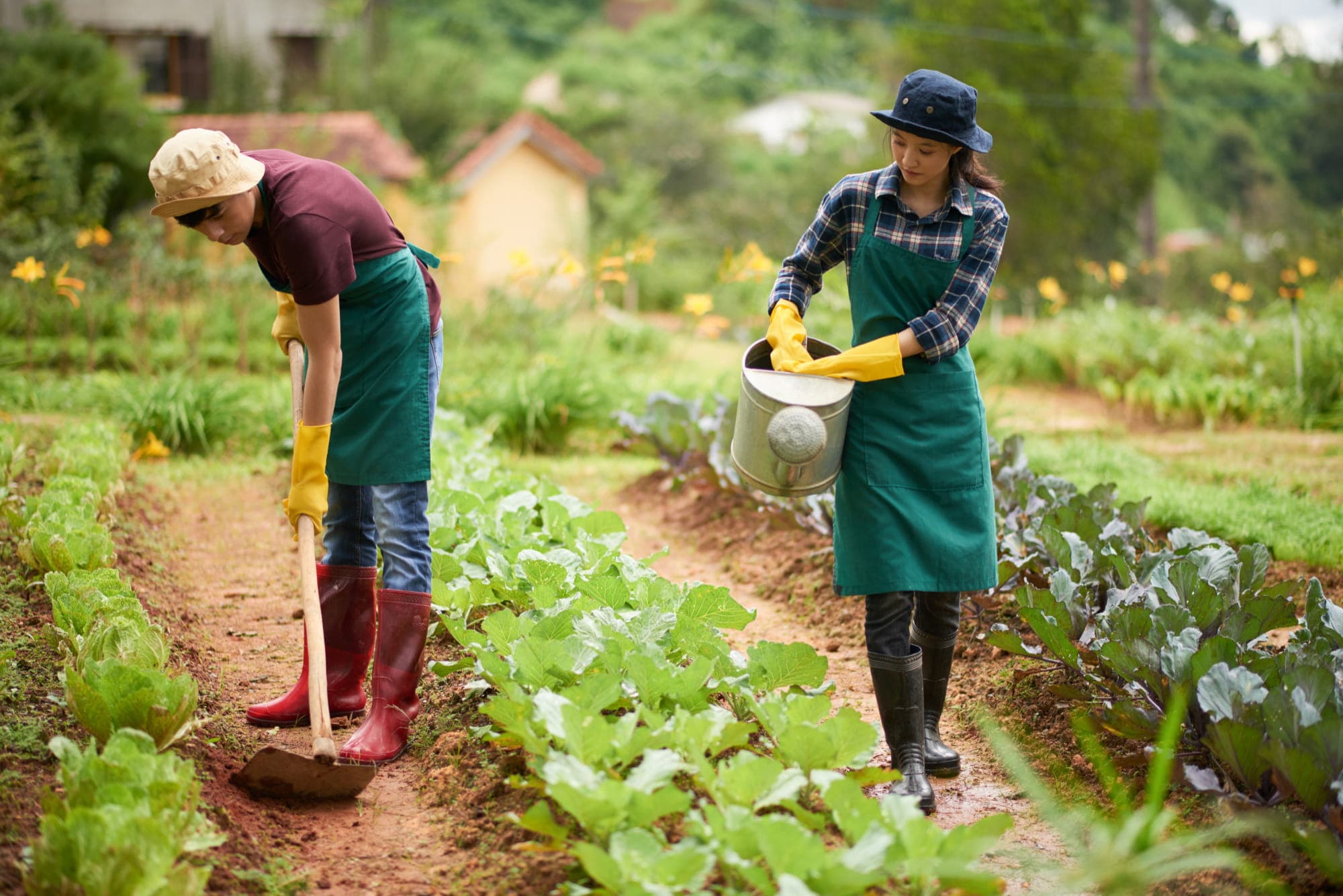 Two people working in a vegetable field